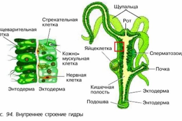 Kraken darknet ссылка тор