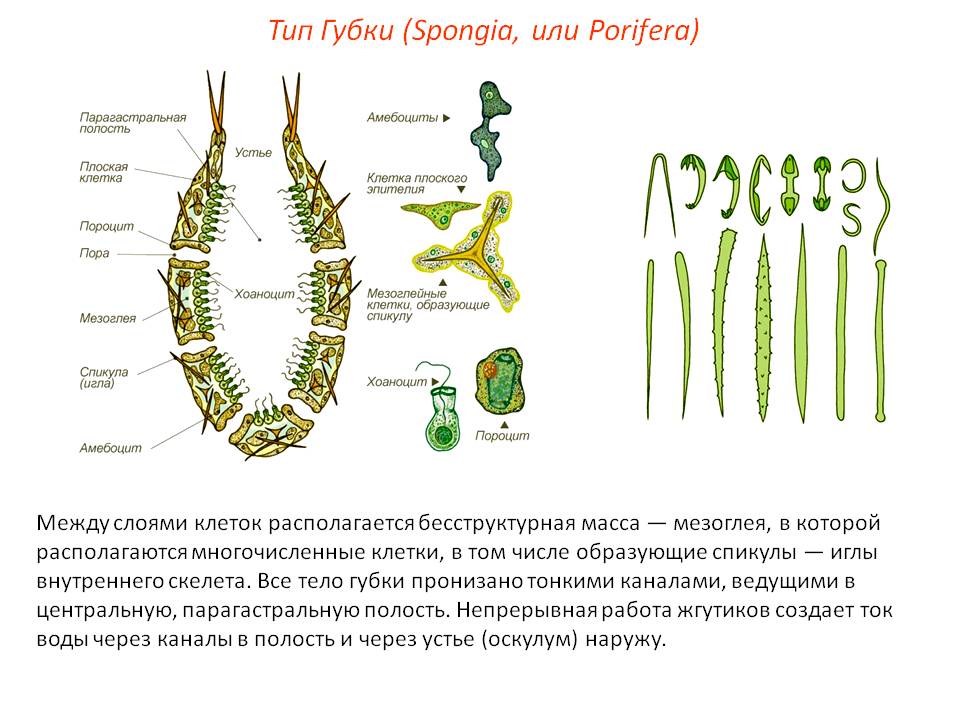 Что такое кракен плейс