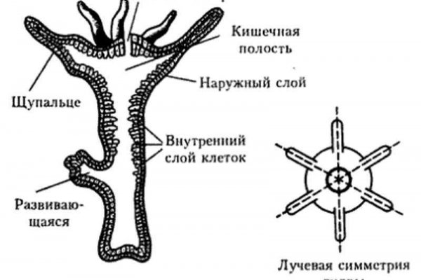 Почему не заходит на кракен